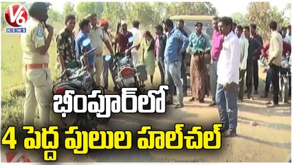 4 Big Tigers Hulchul Near Bhimpur | Adilabad | V6 News