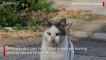 Rasa Sayang dan Hubungan Sejarah Bikin Siprus Dipenuhi Kucing Liar