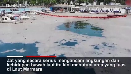 "Ingus laut" di Turki Meluas ke Laut Hitam