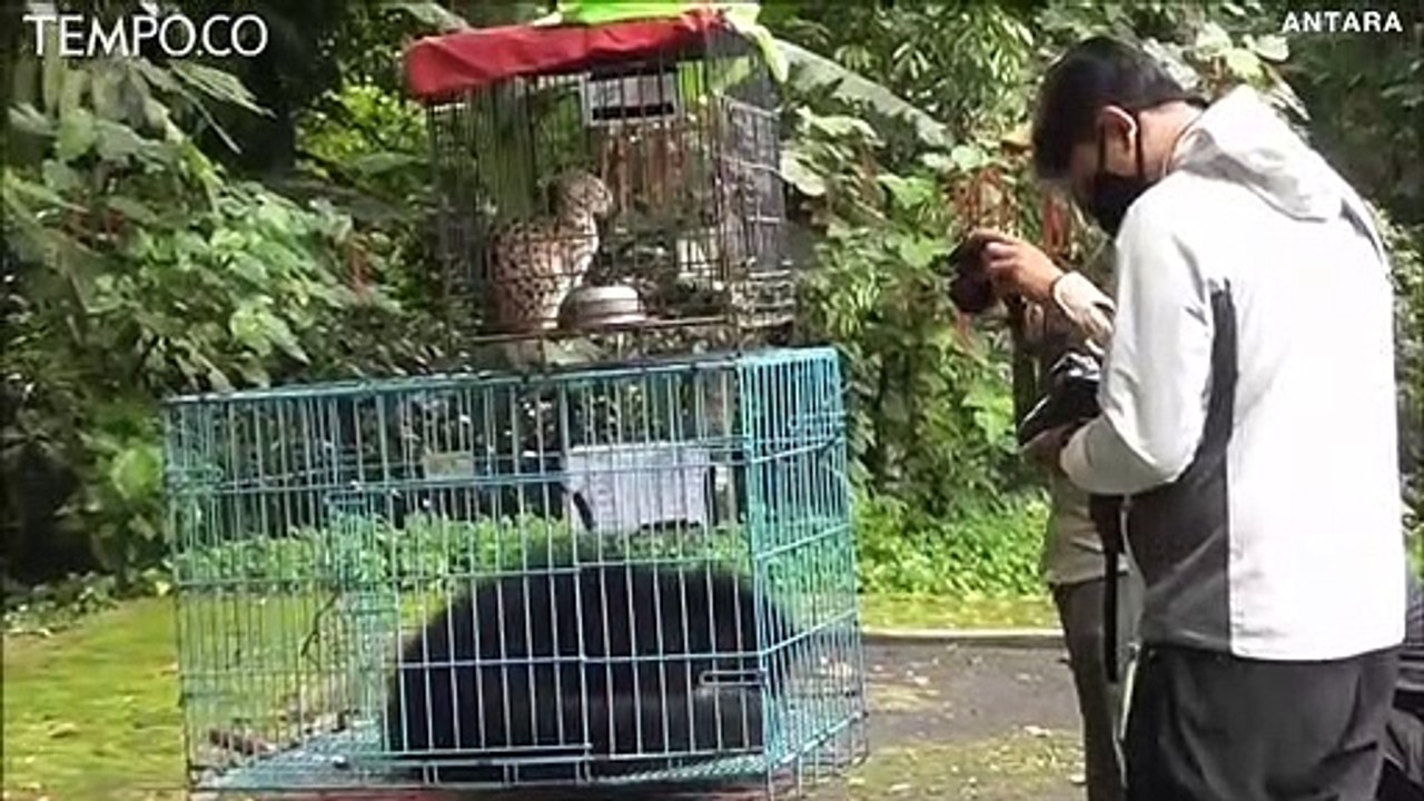 BBKSDA Sumut Lepas Liarkan Seekor Kucing Hutan, Binturong dan Kukang