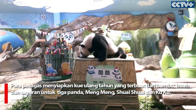 Satu-satunya di Dunia, Panda Kembar Tiga Rayakan Ulang Tahunnya