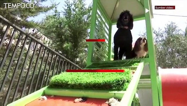 Istana Hewan Peliharaan di Palestina, Punya Area Main Sampai Kolam Renang