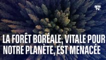 La forêt boréale, vitale pour notre planète, est menacée par le réchauffement climatique