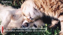 Penelitian Ungkap Anjing dan Kucing Sering Terinfeksi Covid-19 dari Manusia