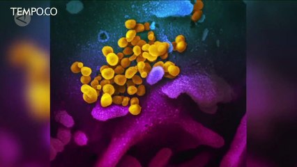 Studi Temukan Antibodi Covid-19 Pada Rusa Ekor Putih di Amerika Serikat