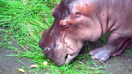 Roma and Diana - Wild Animals Stories