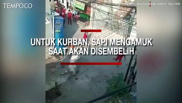 Untuk Kurban Idul Adha, Sapi Mengamuk dan Terlepas Lari ke Jalan