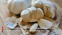 Viral Bawang Putih Bisa Sembuhkan Covid-19, Ini Faktanya