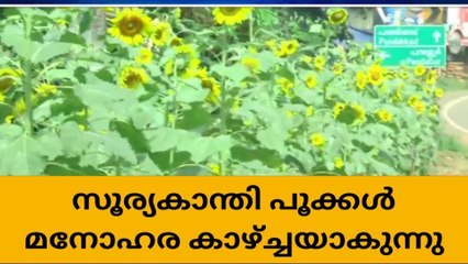 മാലിന്യം തള്ളുന്ന പാതയോരം ഇപ്പോള്‍ സൂര്യകാന്തിത്തോട്ടം