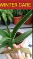 Aloe vera plant winter care.