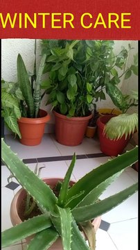 Aloevera plant winter care/aloe vera plant infection.