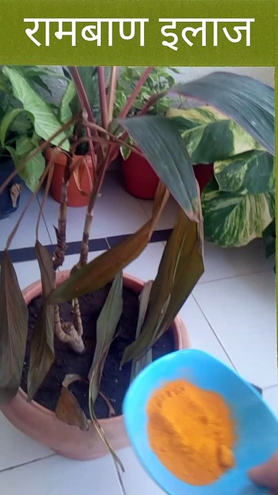 Croton plant leavs problem.