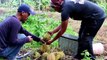 Menikmati Sajian Unik Kopi Durian di Bangka