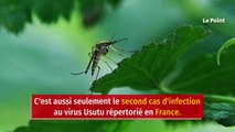 Le virus Usutu détecté en France : faut-il s'inquiéter ?