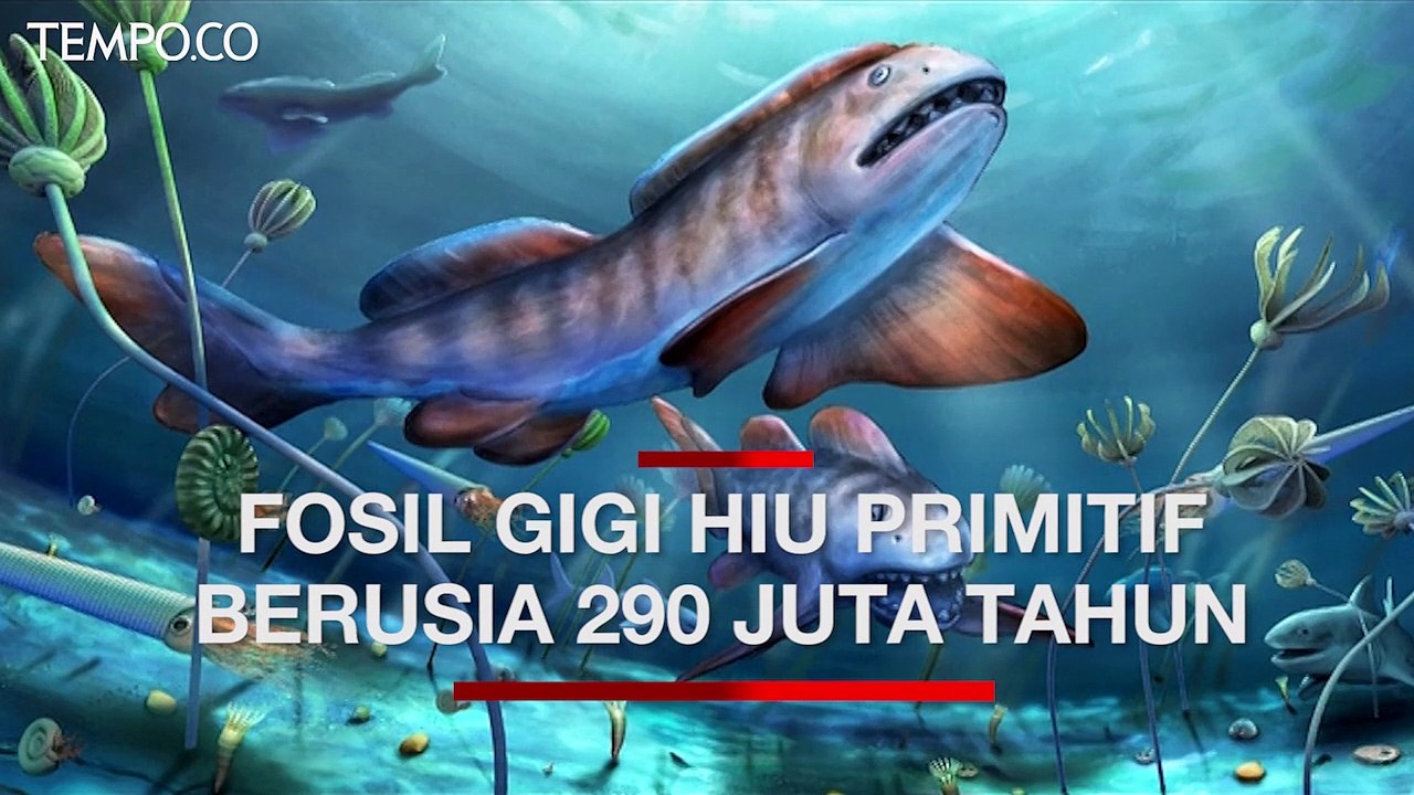 Fosil Gigi Hiu Primitif Berusia 290 Juta Tahun Ditemukan di Cina