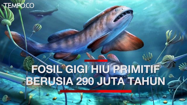 Fosil Gigi Hiu Primitif Berusia 290 Juta Tahun Ditemukan di Cina
