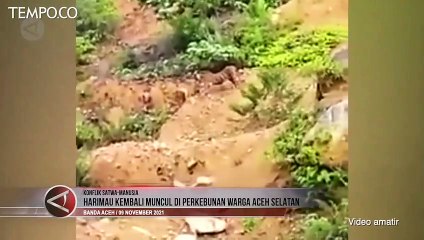 Télécharger la video: Tiga Harimau Sumatera Kembali Muncul di Perkebunan Warga di Aceh