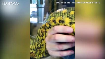 Video Viral, Pria Bermain dengan Ular Raksasa, Anggap Reptil Keluarganya