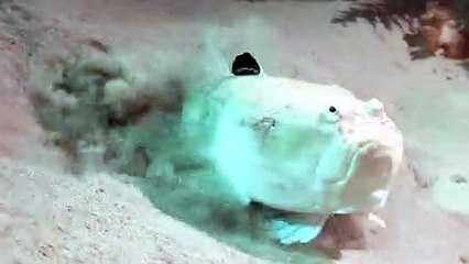 This ambush predator is a truly bizarre fish