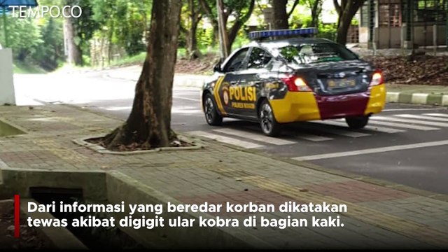 Mahasiswa IPB Tewas di Sekitaran Kampus, Diduga Digigit Kobra