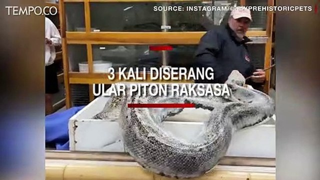 Tak Cuma Sekali, Ular Piton Raksasa Ini Menyerang Penjaga Kebun Binatang
