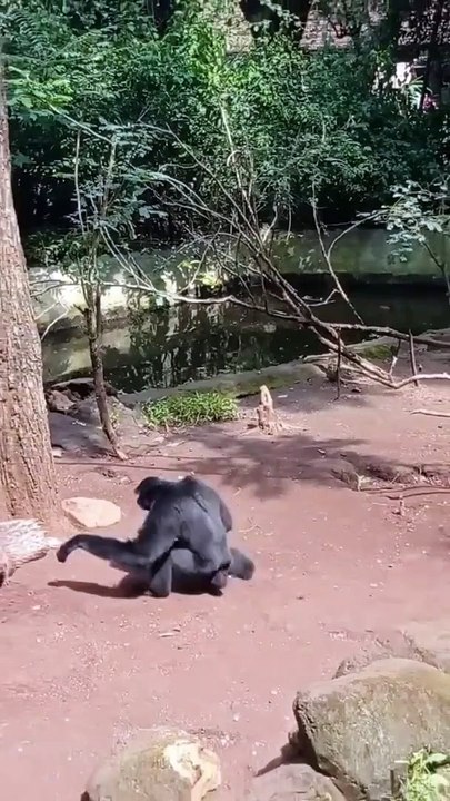 Lucunya Siamang Dikejar Landak  Shorts_1080p