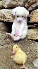 Cute  animals. cutest movement