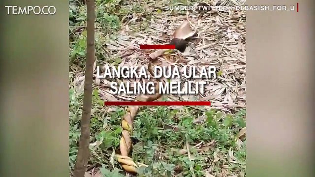Seperti Sedang Bertarung, Begini Penampakan Ular saat Kawin