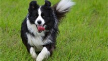 Shocked officers as lost dog hands itself into the police station (VIDEO)