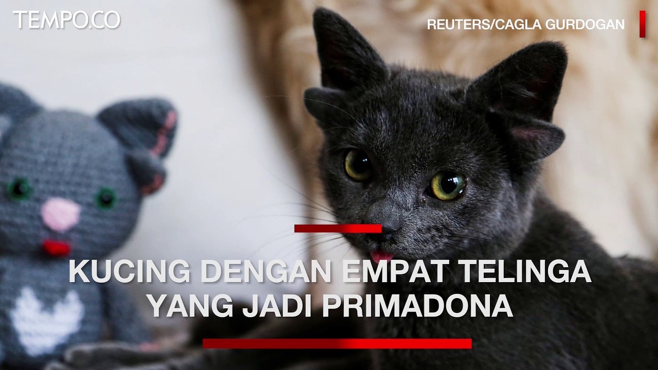 Midas, Anak Kucing dengan Empat Telinga Jadi Primadona Internet