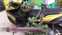 Penampakan 9 Hektare Kerajaan Bekantan di Kalimantan Utara