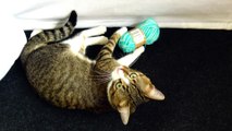 Kitten Attacks Yarn