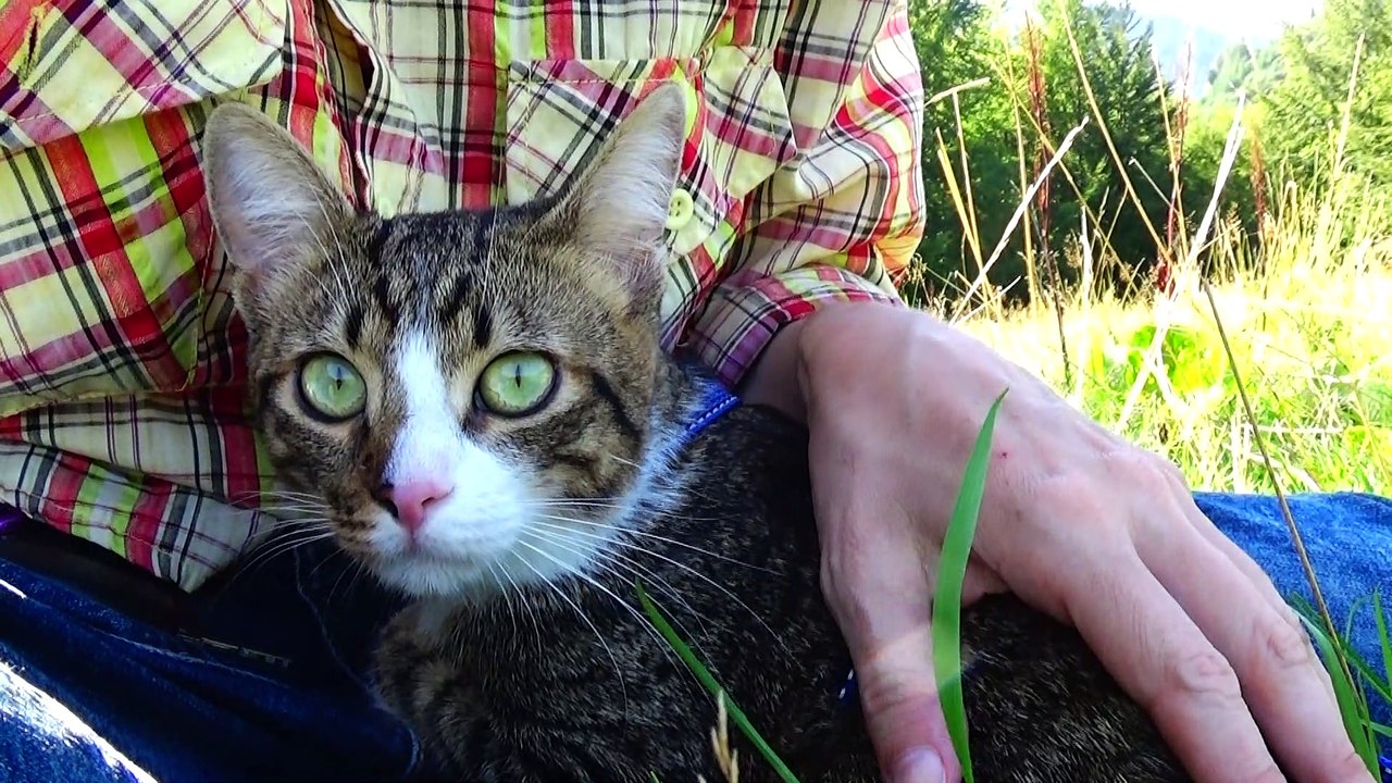 Kitten Watches the Meadow