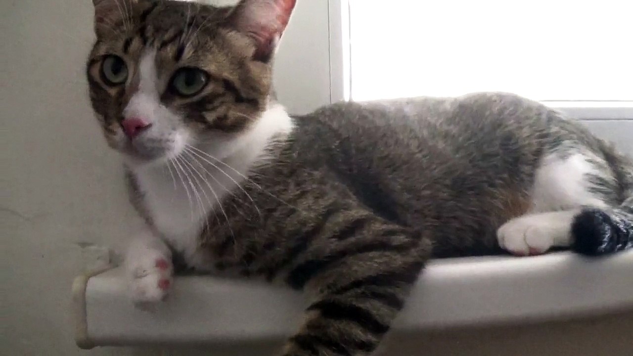 Kitten Yawns and Smells the Camera