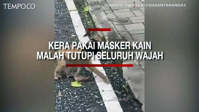 Viral, Temukan Masker Kain, Kera Ini Coba Pakai tapi Justru Menutupi Seluruh Wajahnya