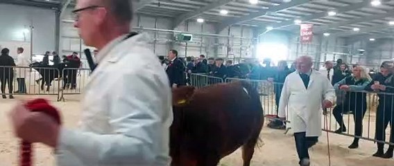 2022 Royal Ulster Beef & Lamb Championships