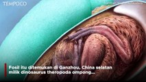 Ditemukan Embrio Dinosaurus Utuh dalam Telur Berusia 77 Juta Tahun