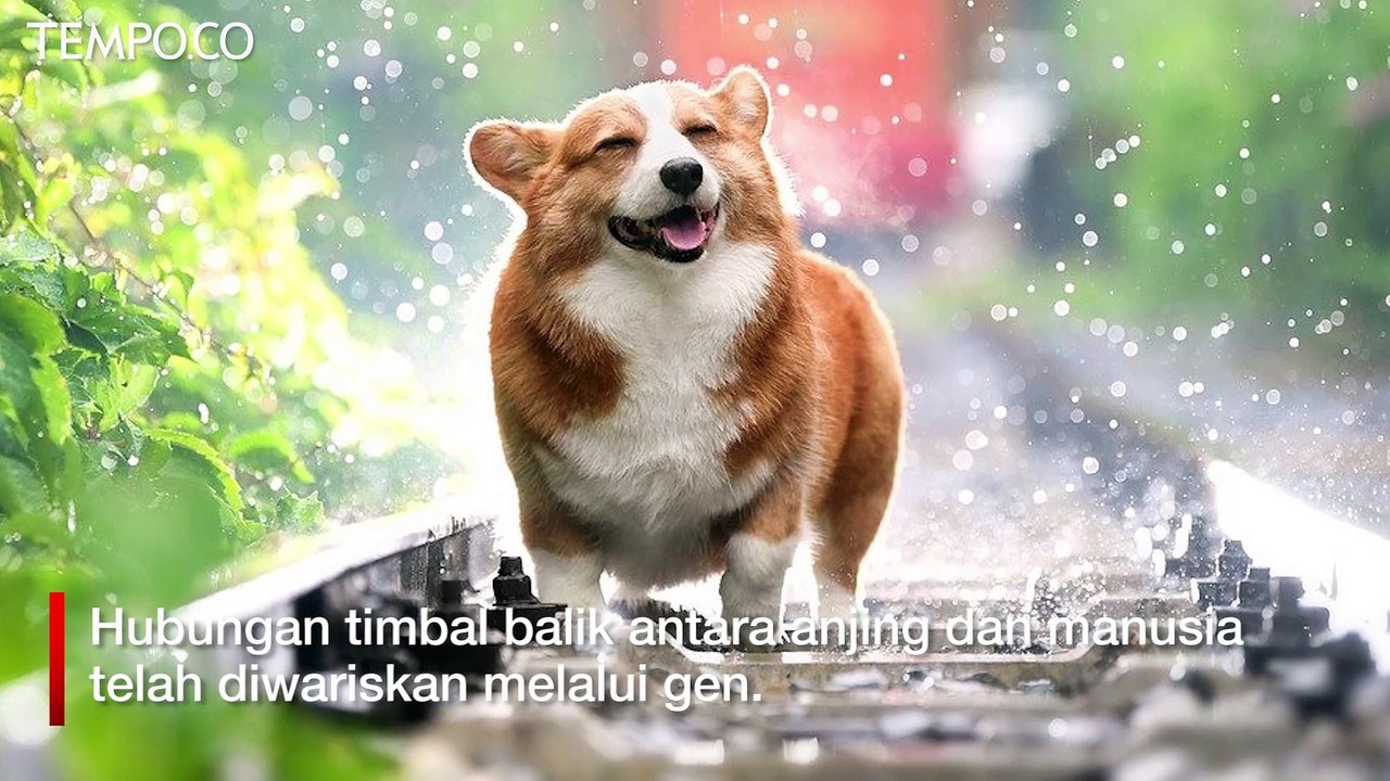 3 Hewan Peliharaan yang Sangat Setia ke Manusia