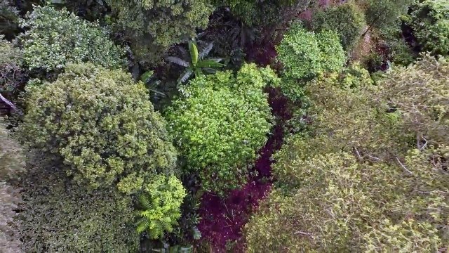 Konservasi Hutan Lewat Kopi di Kintamani Bali | Jelajah Negeri - Ekspedisi Kopi Nusantara