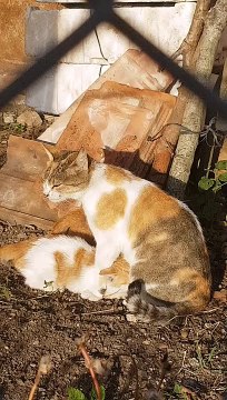 The kittens are drinking its mother's milk