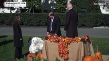 Watch: US President opens holiday season by pardoning turkeys 'Chocolate' and 'Chip'