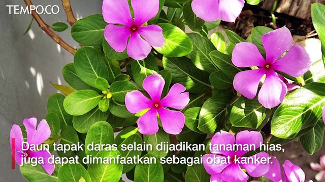 5 Obat Alami Kanker, dari Daun Tapak Dara hingga Pare