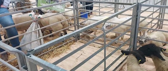 2022 Royal Ulster Beef & Lamb Championships