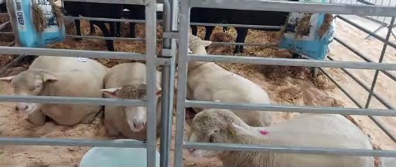 2022 Royal Ulster Beef & Lamb Championships