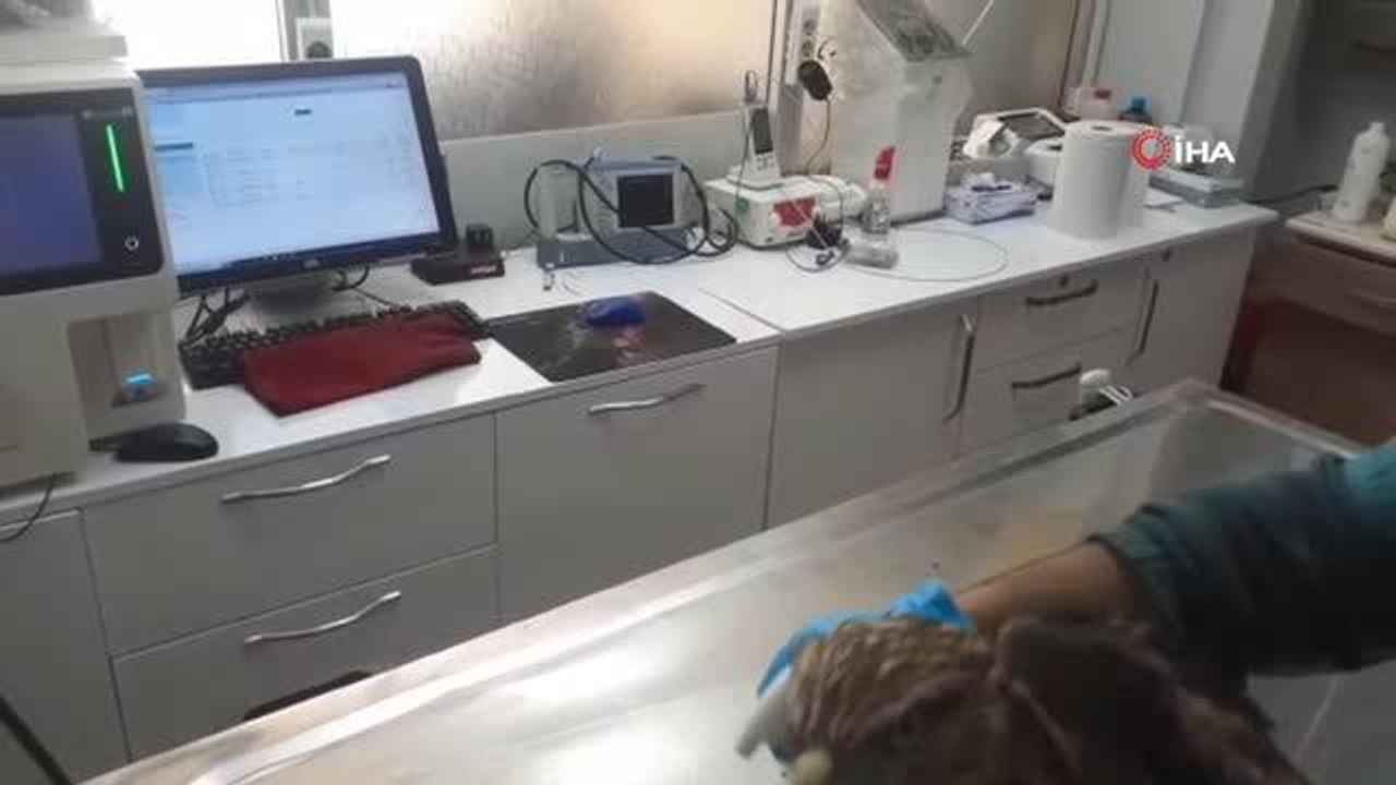 Kazdağı Milli Parkı'nda bulunan yaralı şahin tedavi altına alındı
