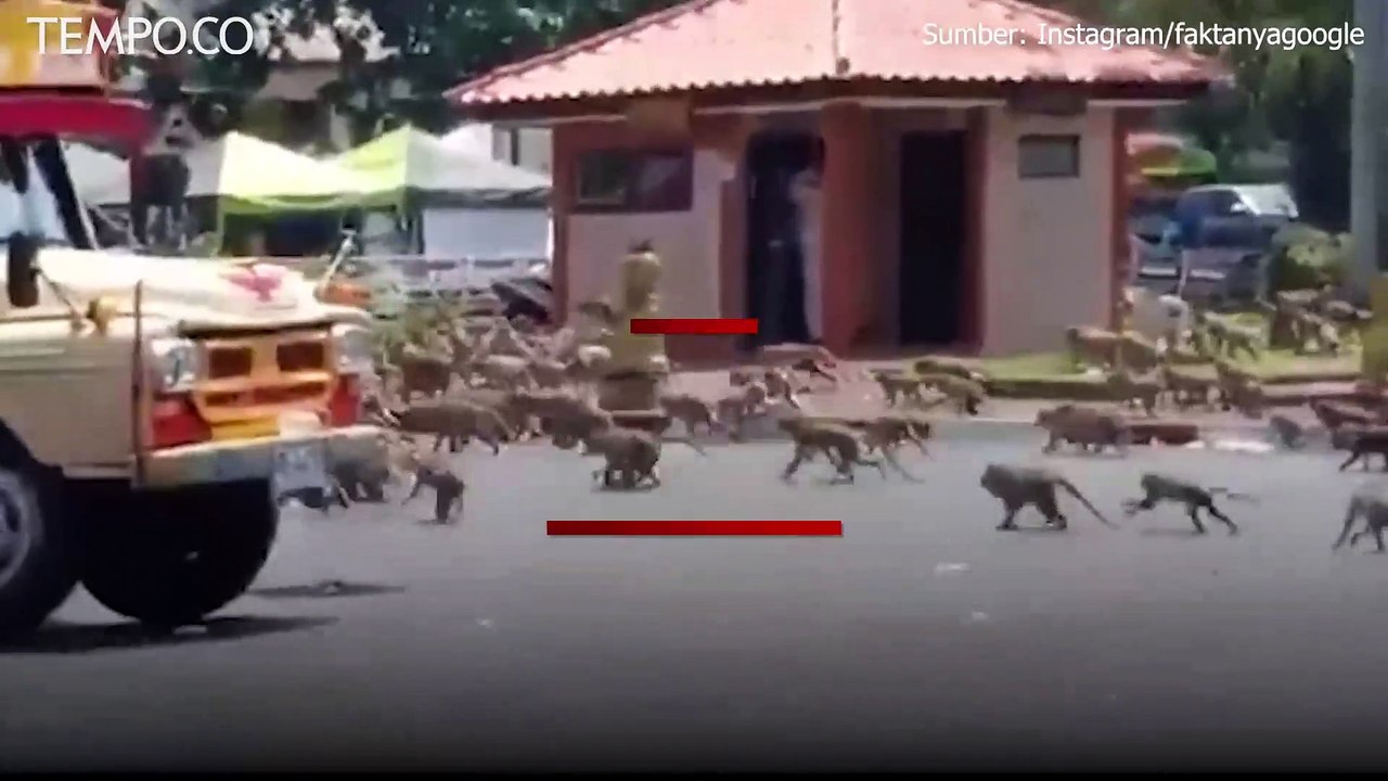 Sekawanan Monyet di Thailand Ngamuk, Kecanduan Gula dan Makanan Cepat Saji