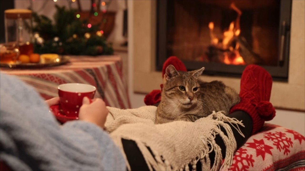 Welche Temperaturen sind für Haustiere ideal?