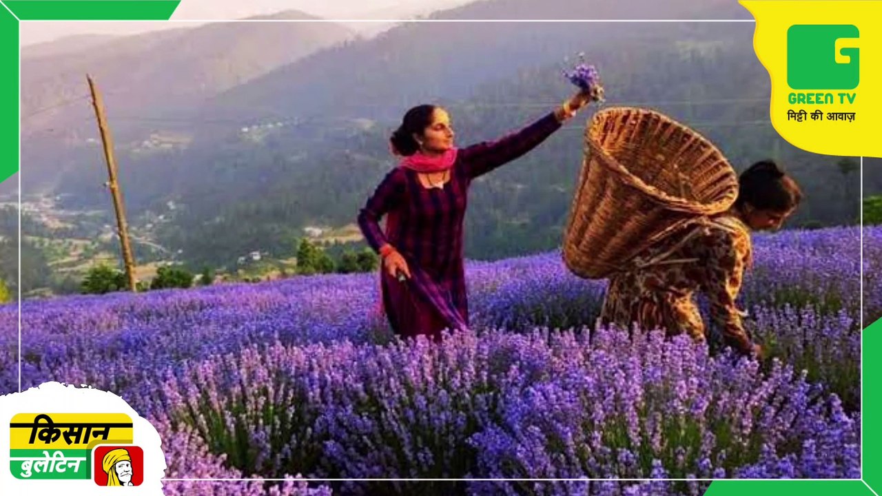Kisan Bulletin 22 November 2022 - कृषि कार्यों के दौरान दुर्घटना होने पर किसानों के परिजनों को मिलेंगे 2 लाख रूपये, सरकार ने किया ऐलान | Green TV