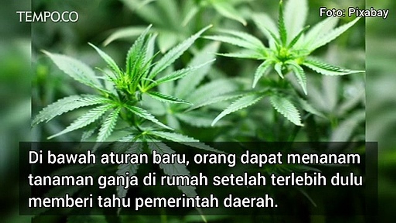 Thailand Izinkan Ganja Ditanam di Rumah, Dihapus dari Daftar Obat Terlarang