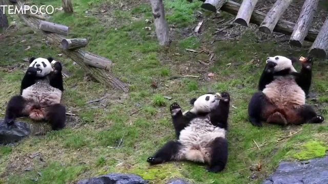 Kawanan Panda Raksasa Nikamti Musim Dingin di Kebun Binatang Belgia